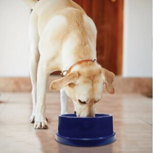Chien buvant dans la gamelle rafraîchissante Cooling Bowl Climsom 1 L